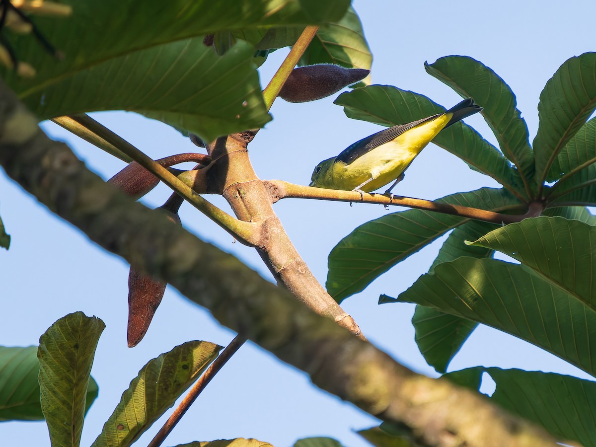 Scarlet Tanager - ML649227516