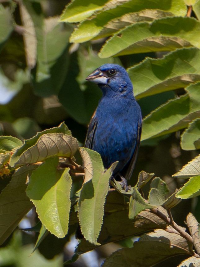 Blue Grosbeak - ML649227807