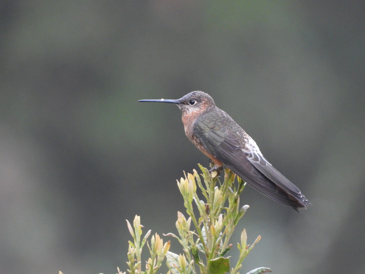 Colibri géant - ML649228002