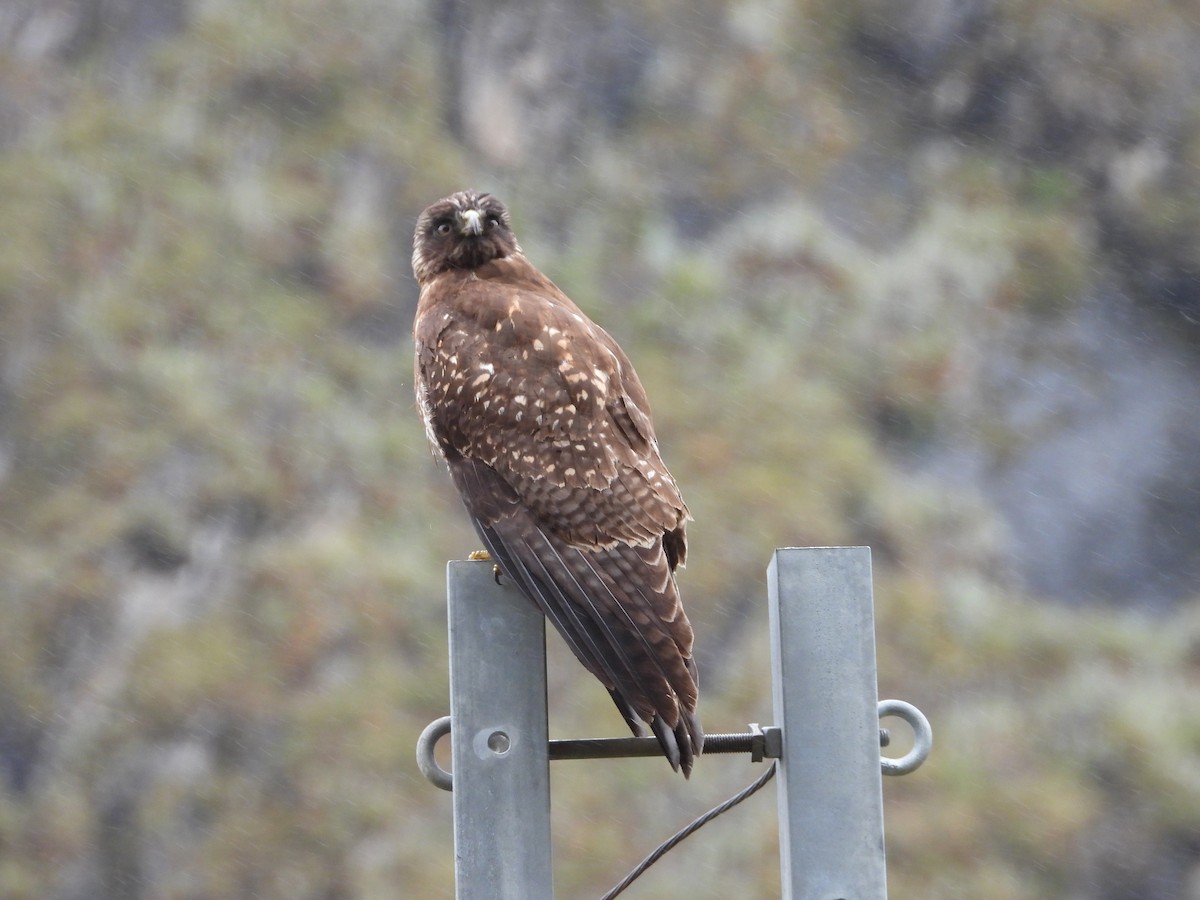 Buse tricolore - ML649228050