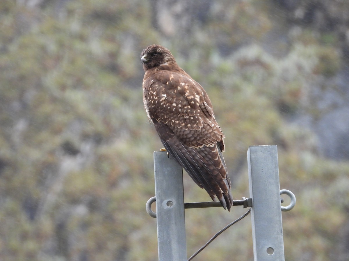 Buse tricolore - ML649228051