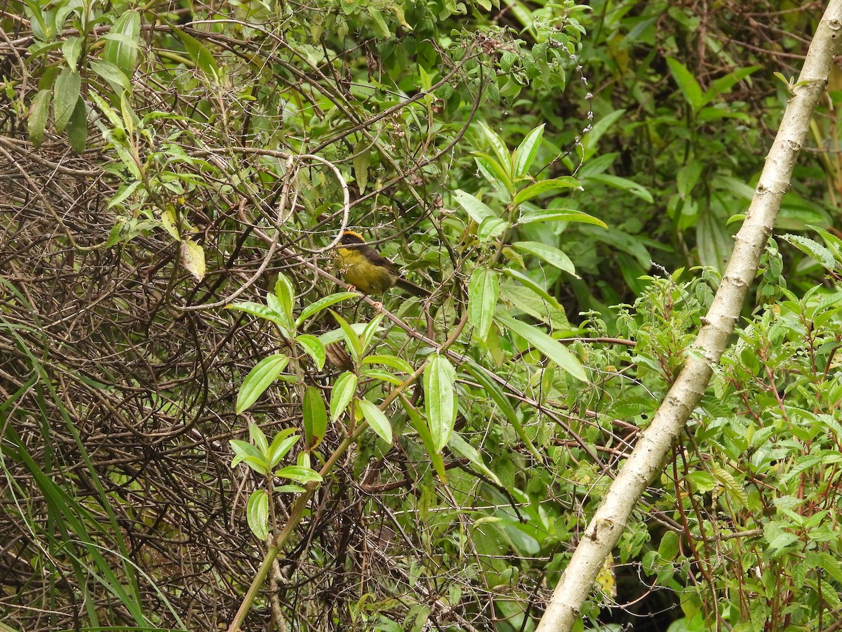 Tohi tricolore - ML649228088