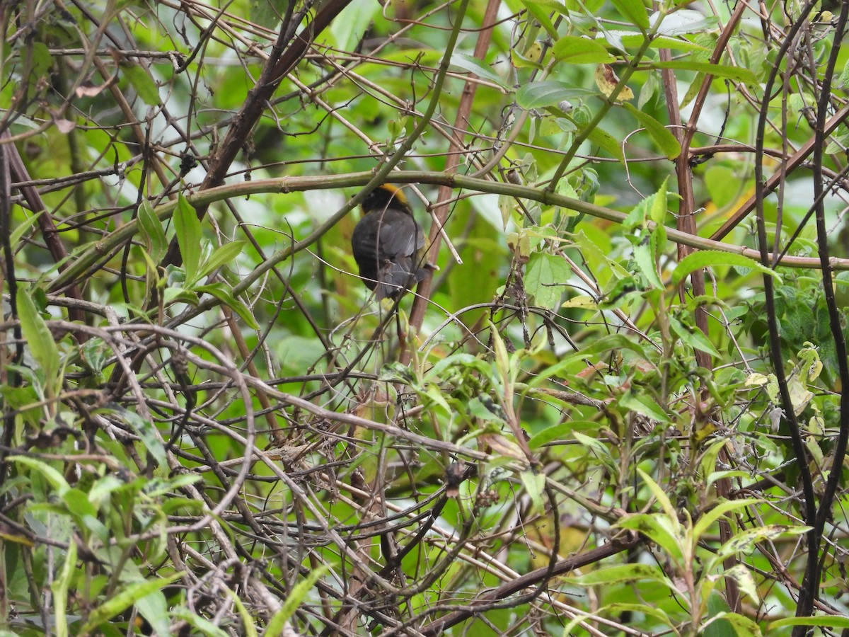 Tohi tricolore - ML649228089