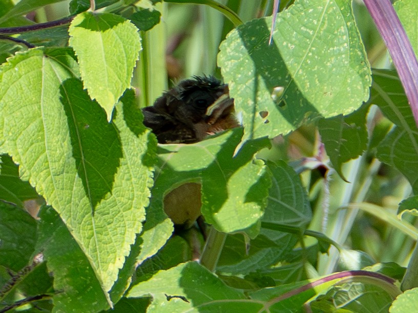 Blue Grosbeak - ML649228095