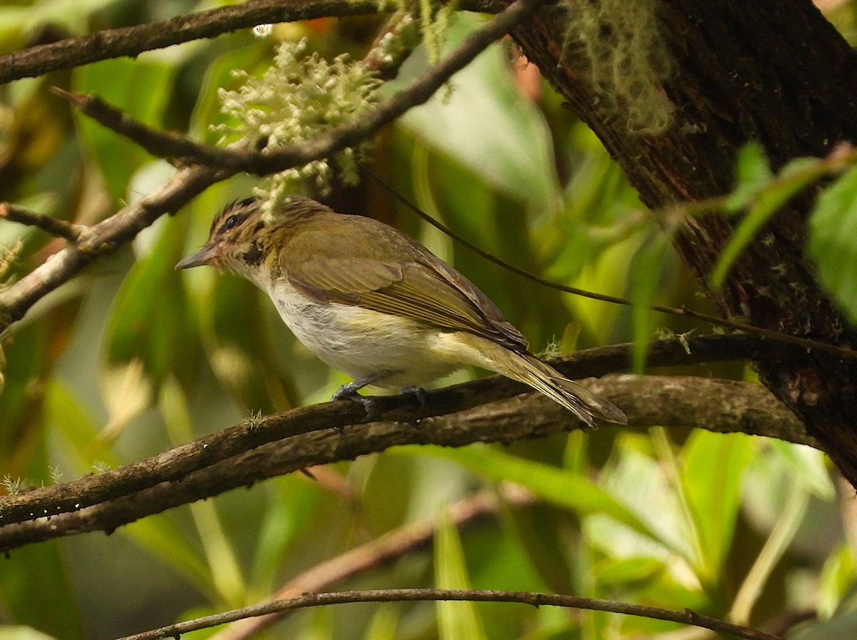 Viréo chivi - ML649228558