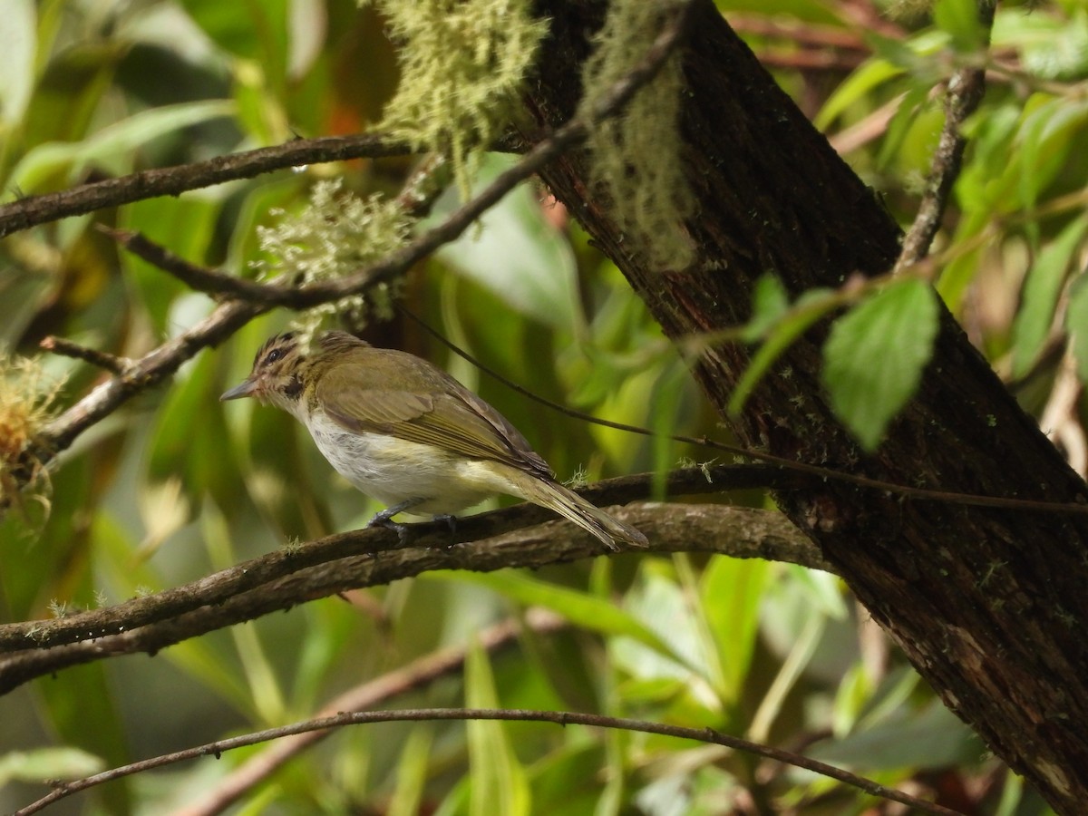 Viréo chivi - ML649228559