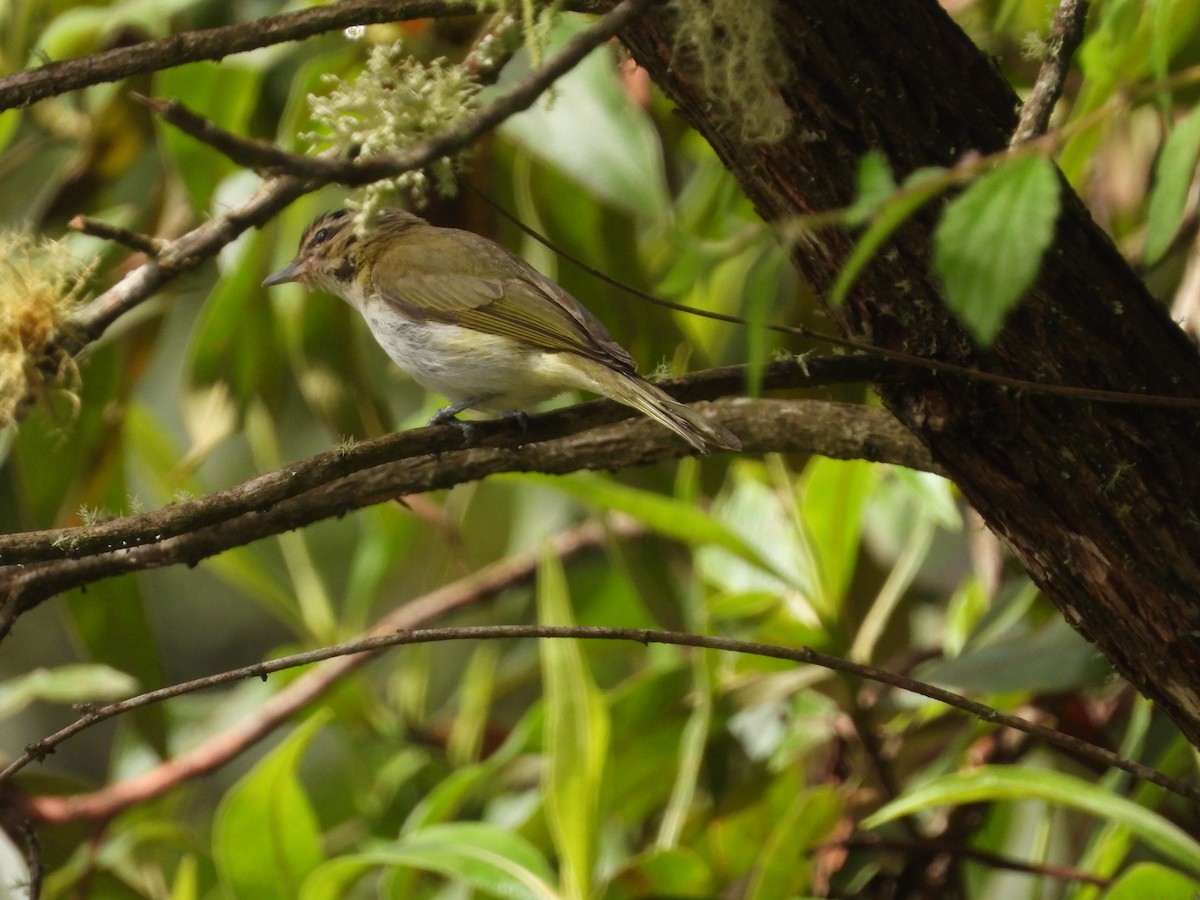 Viréo chivi - ML649228560