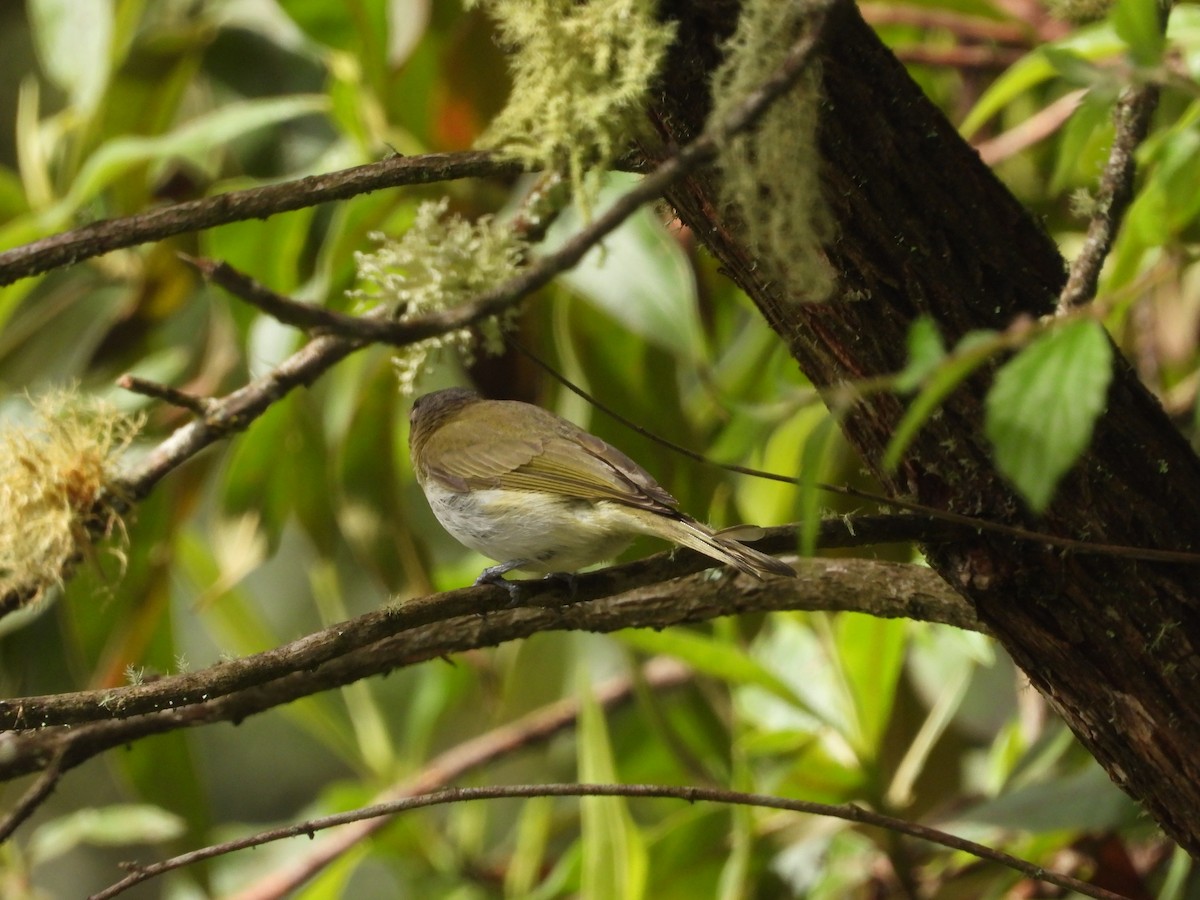 Viréo chivi - ML649228561