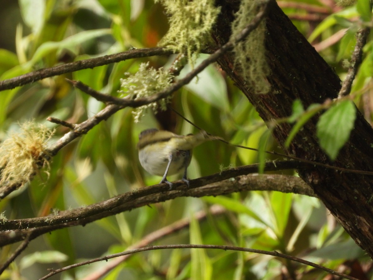 Viréo chivi - ML649228562