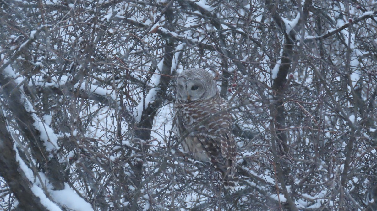 Çizgili Baykuş - ML649228932