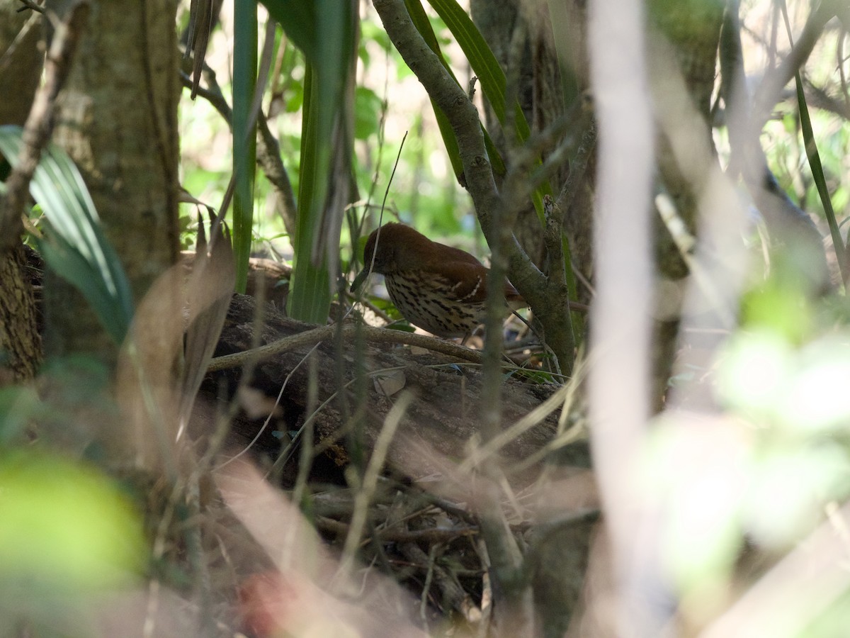 Moqueur roux - ML649228961