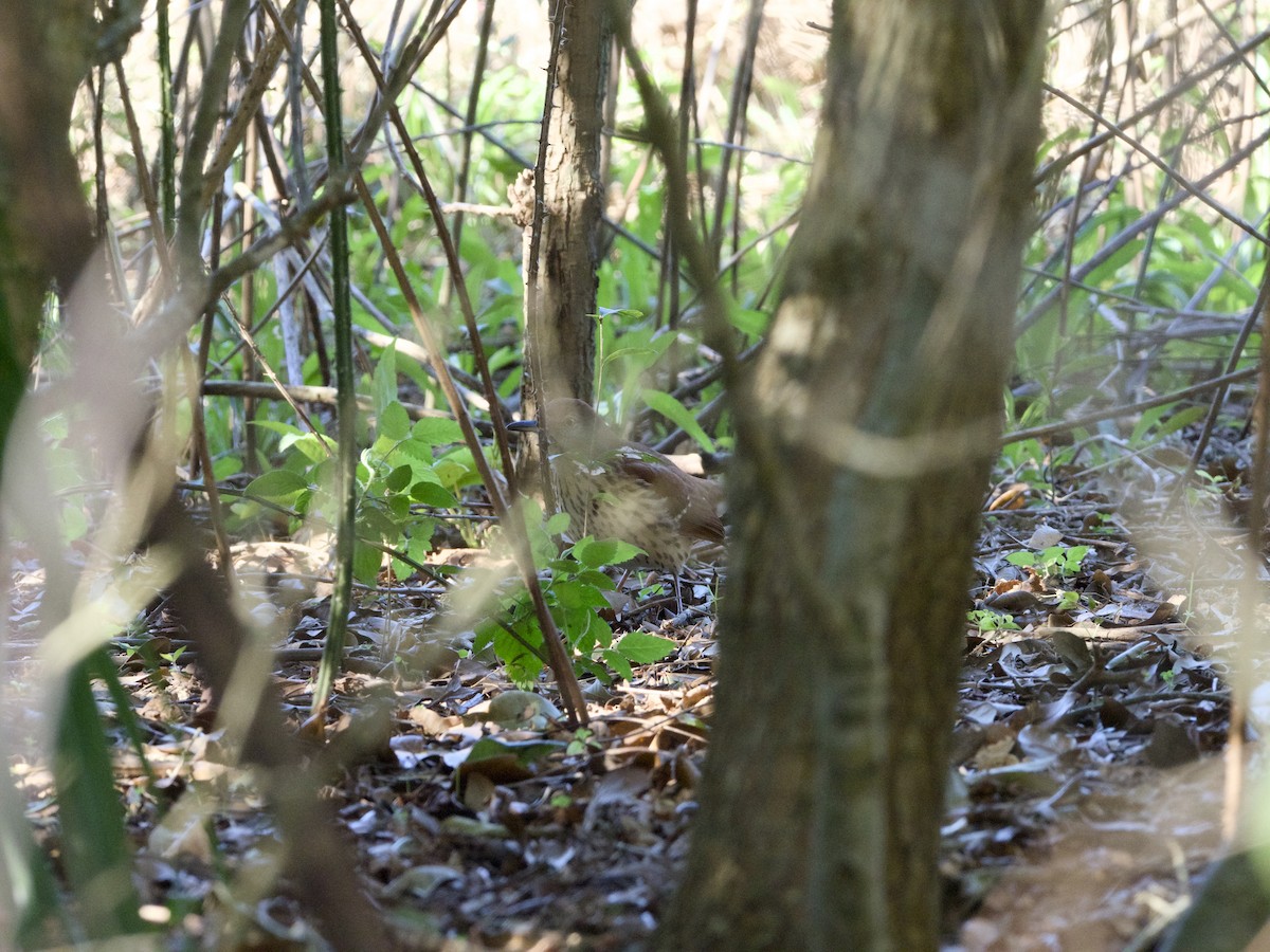 Moqueur roux - ML649228962