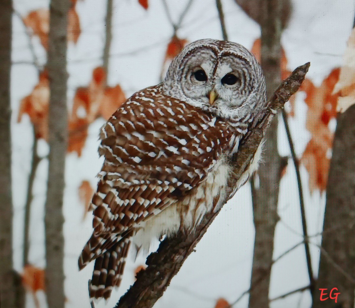 Çizgili Baykuş - ML649229099