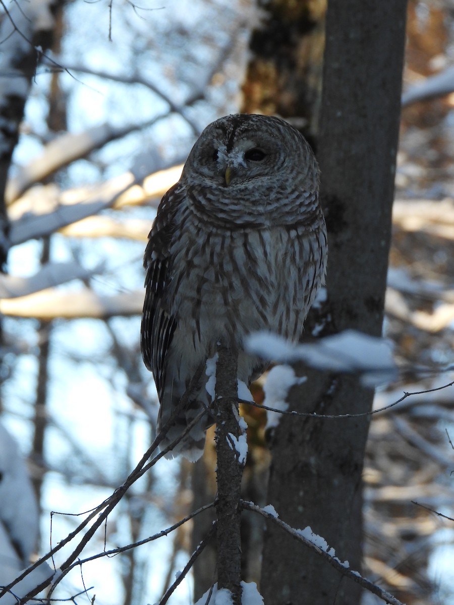 Çizgili Baykuş - ML649229632