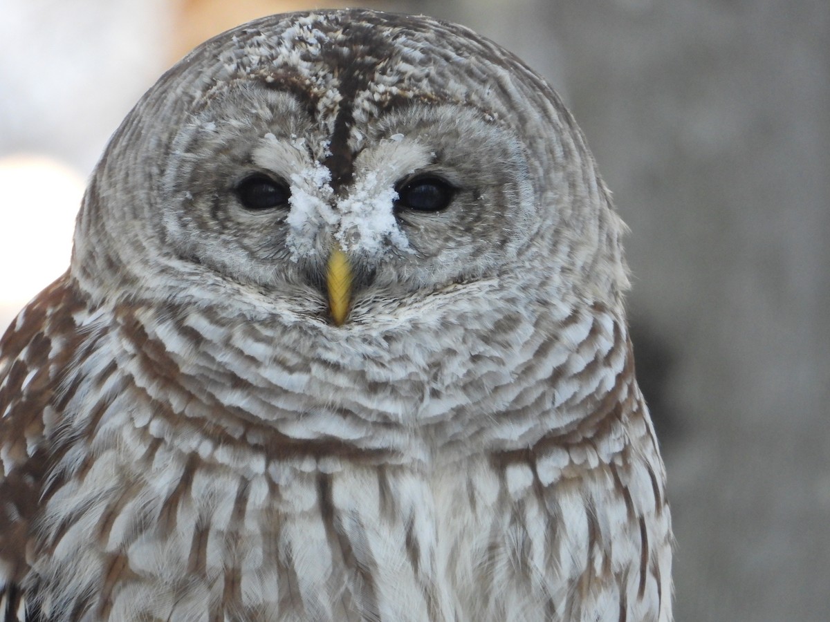 Çizgili Baykuş - ML649229651