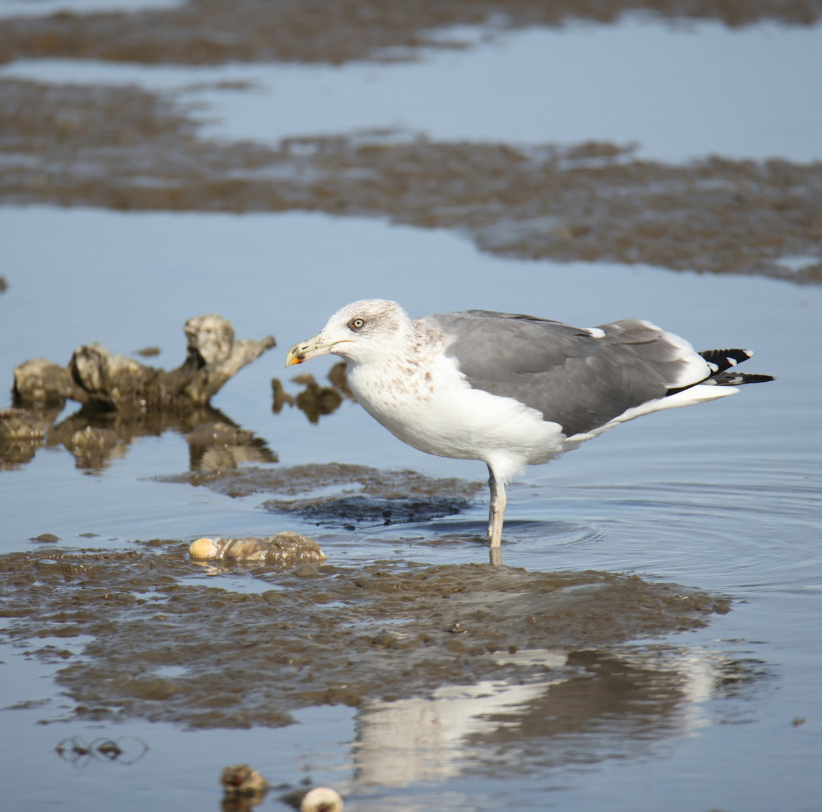 Lesser Black-backed Gull - ML649229678