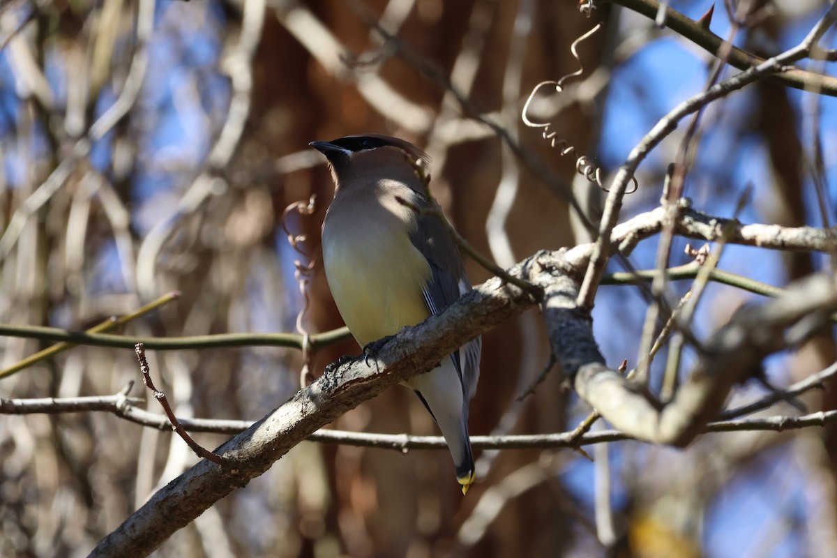 Cedar Waxwing - ML649230050