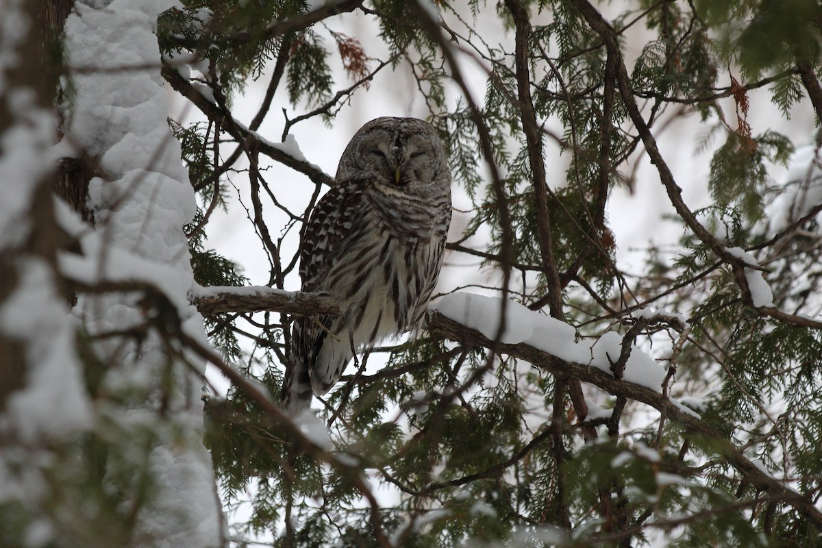 Çizgili Baykuş - ML649230187