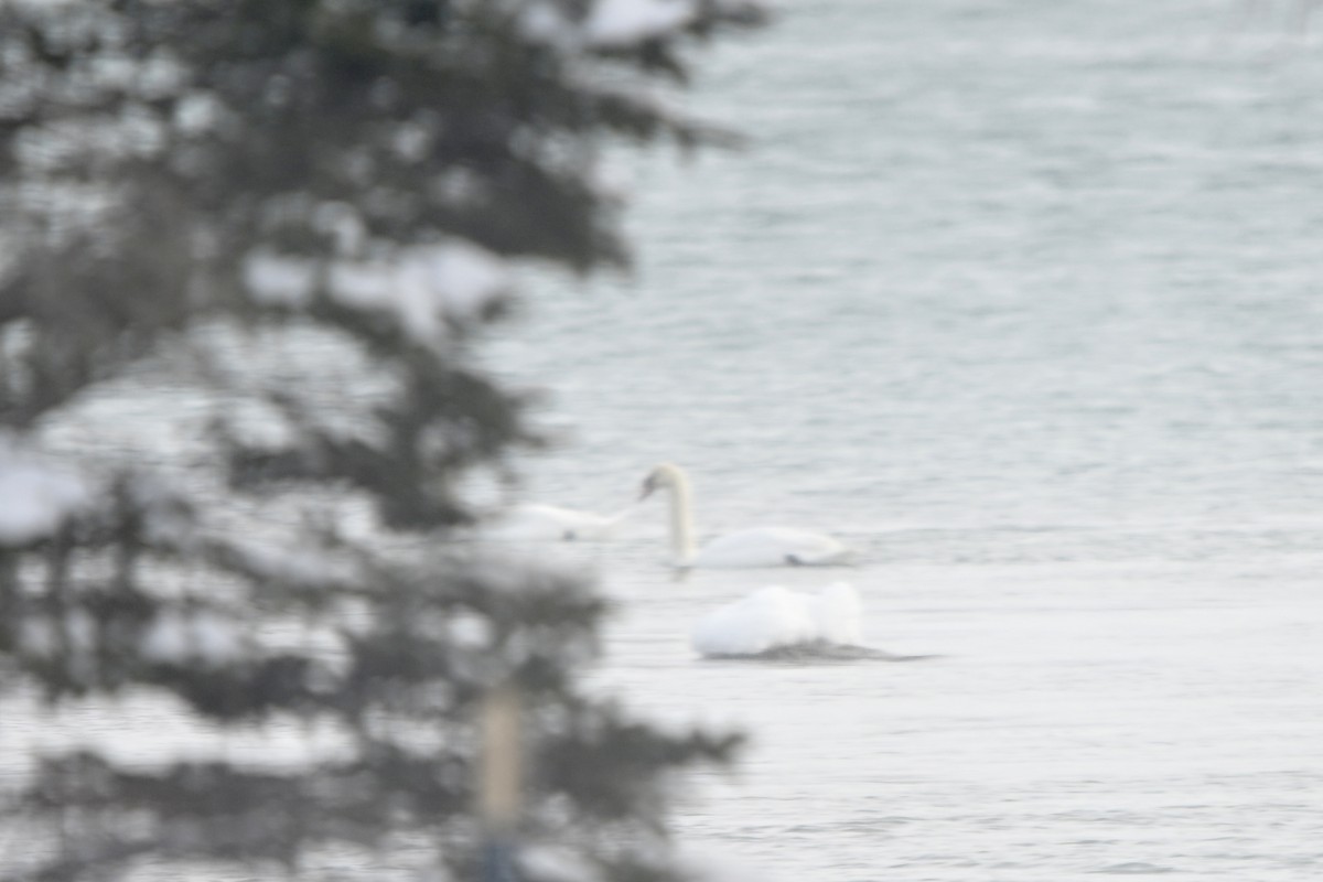 knoppsvane - ML649230342