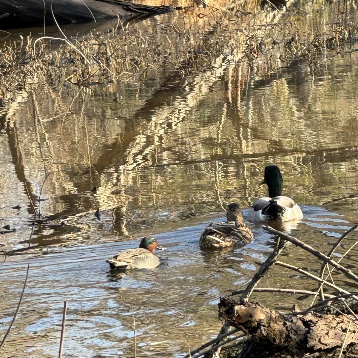 Green-winged Teal - ML649230375