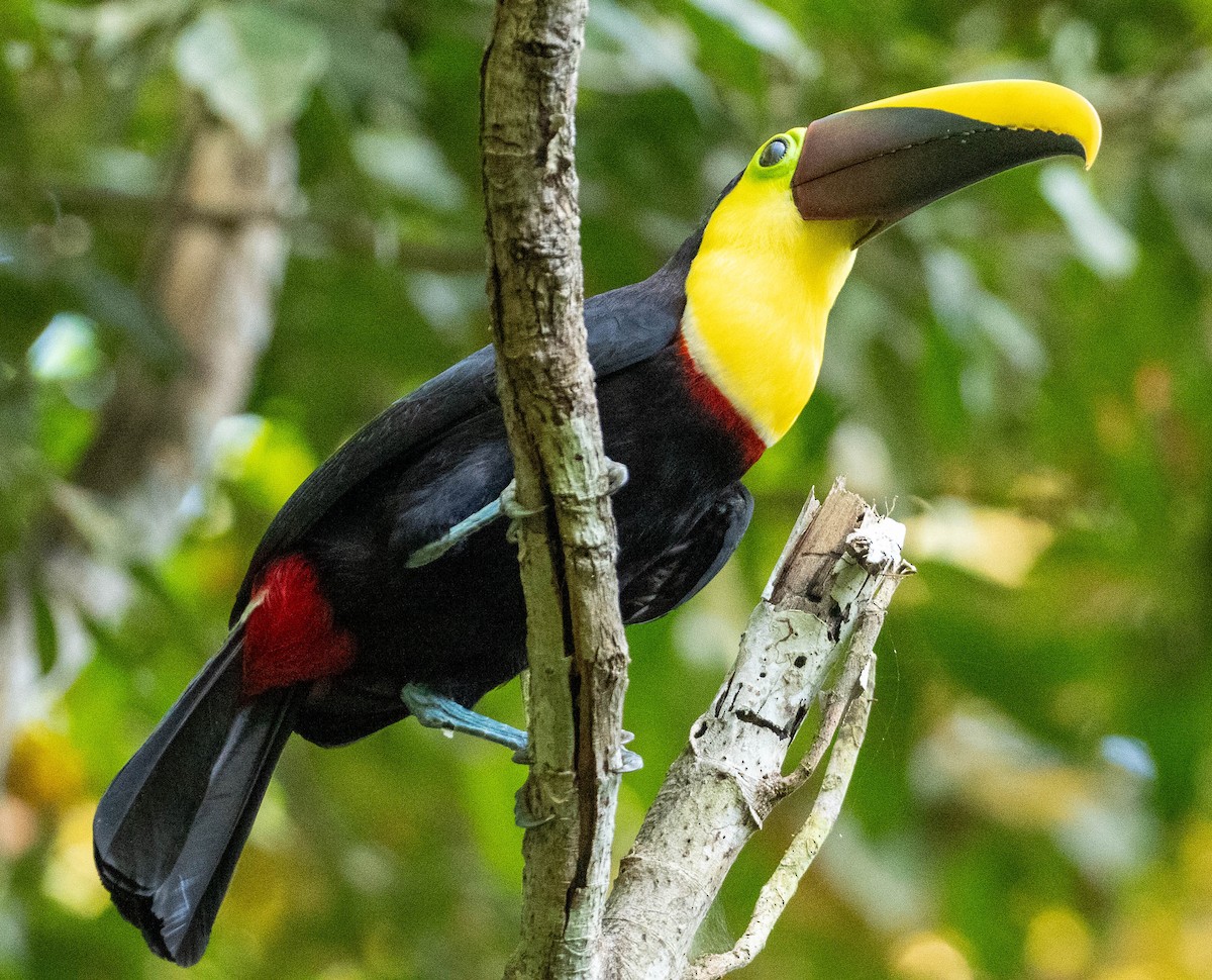 Желтогорлый тукан (swainsonii) - ML649230587
