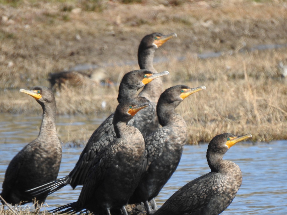 Cormoran à aigrettes - ML649230620