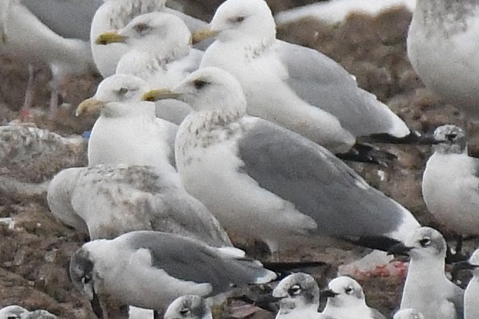 Vega Gull - ML649230675