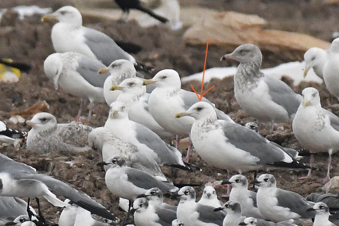 Vega Gull - ML649230676