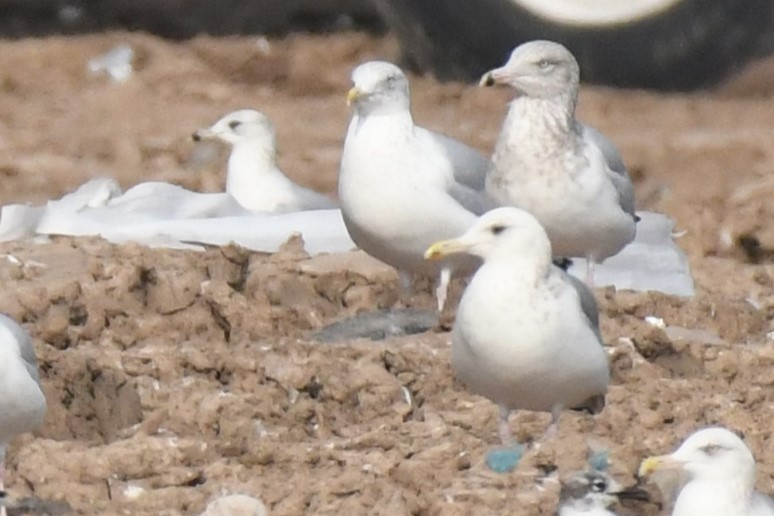 Vega Gull - ML649230677