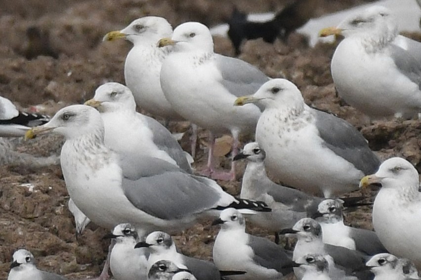 Vega Gull - ML649230678