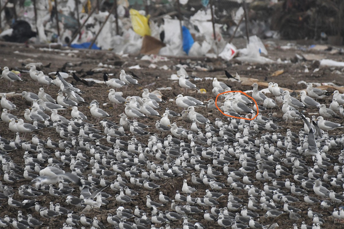 Vega Gull - ML649230679