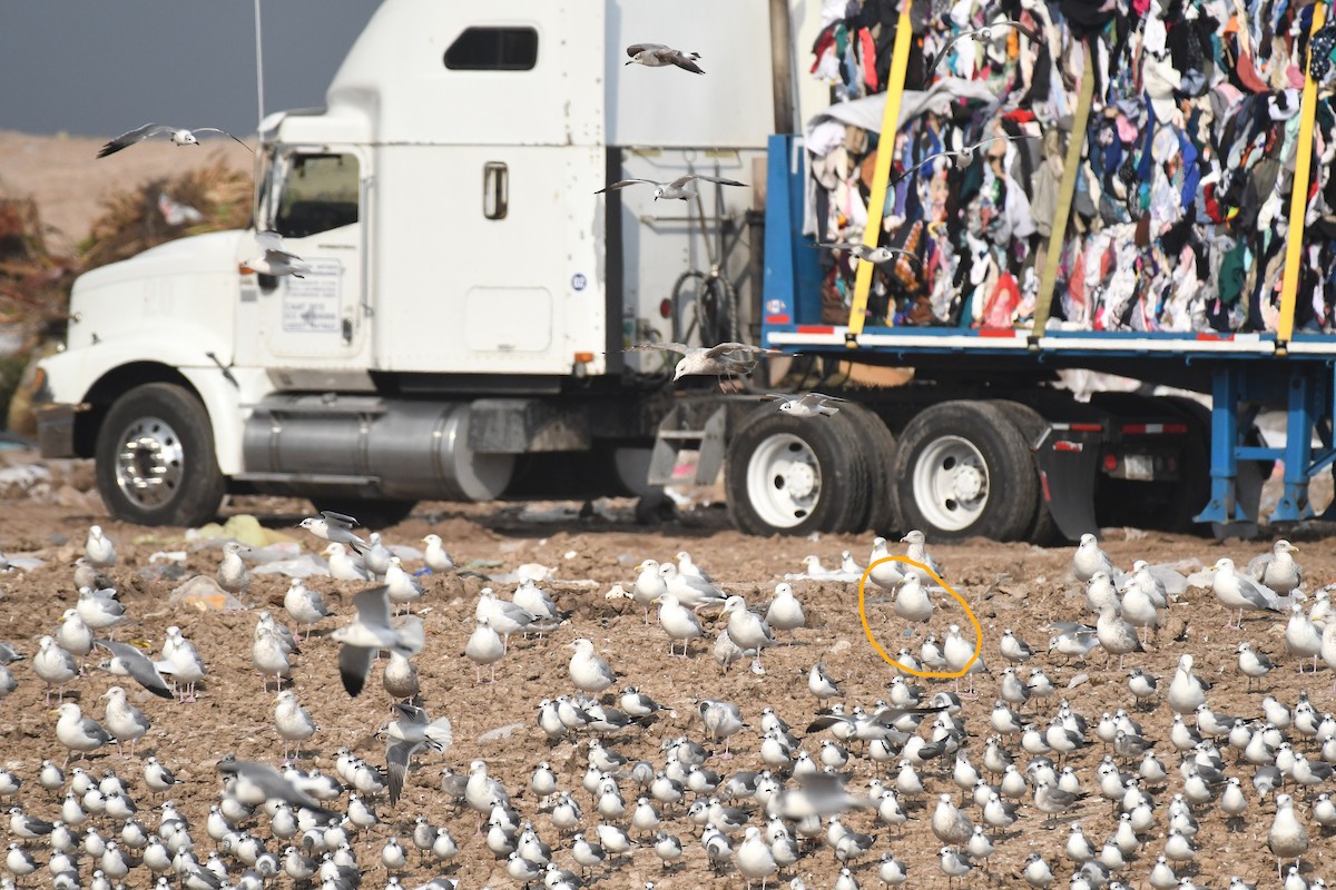 Vega Gull - ML649230680