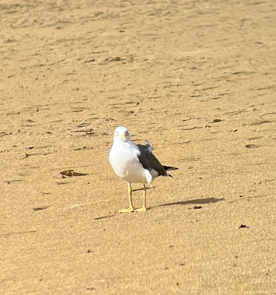 Lesser Black-backed Gull - Ondřej Kulhánek