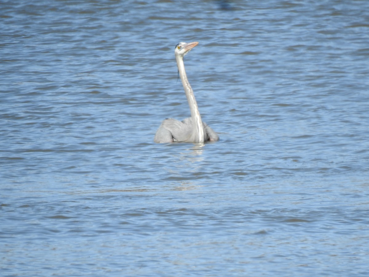 Grand Héron - ML649230683