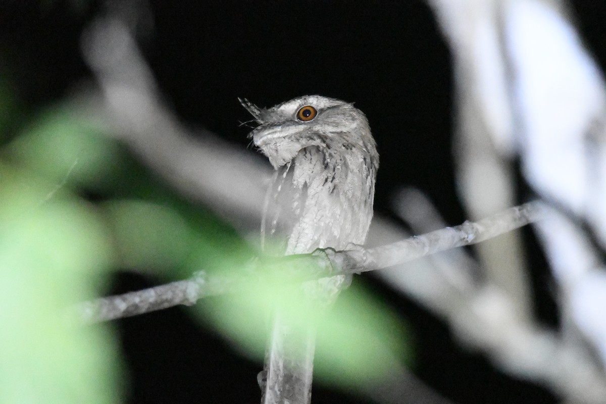 Marbled Frogmouth - ML649230686