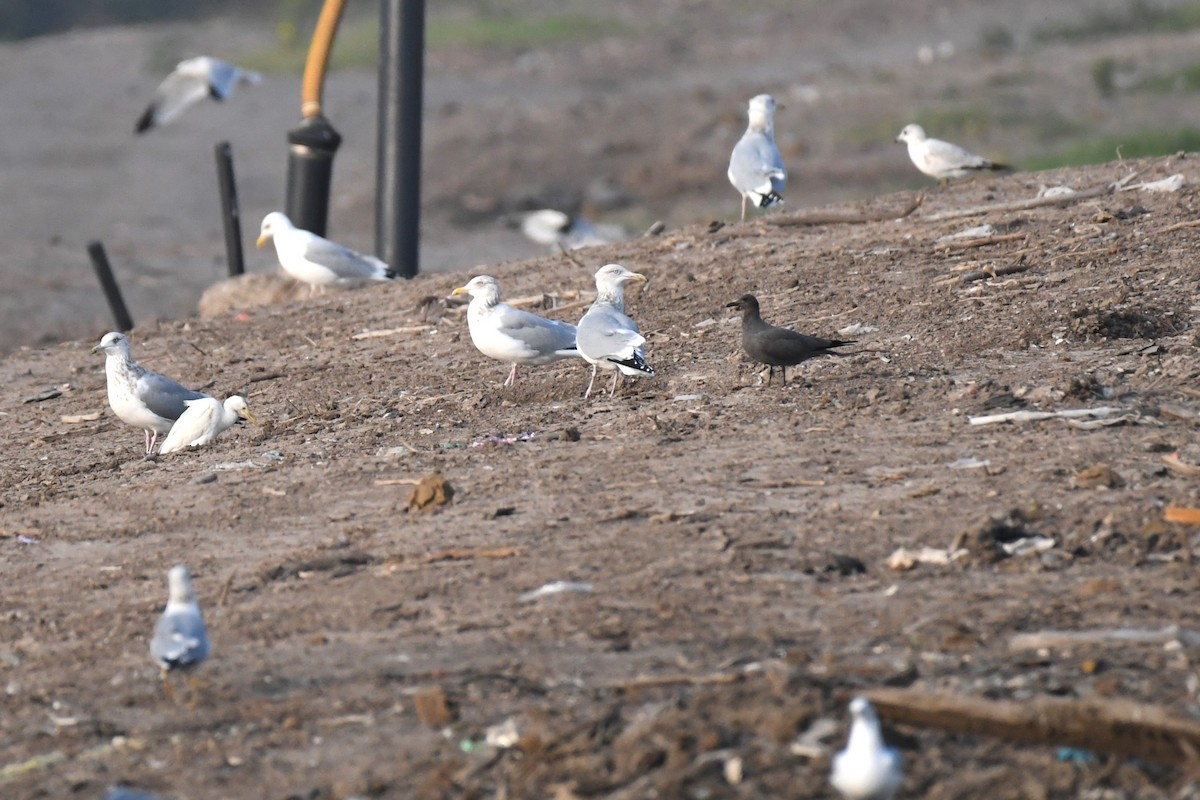 gull sp. - Bill Eisele