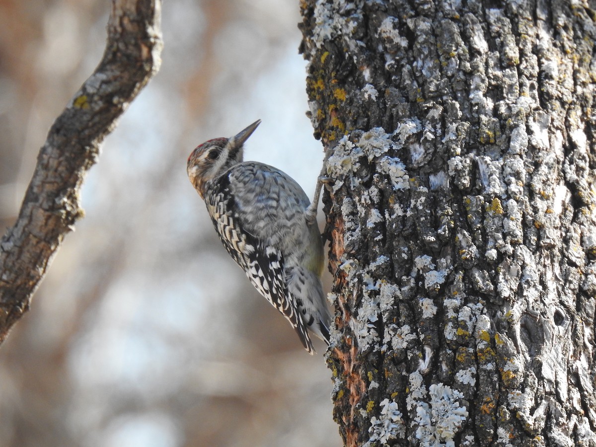 Pic maculé - ML649230741