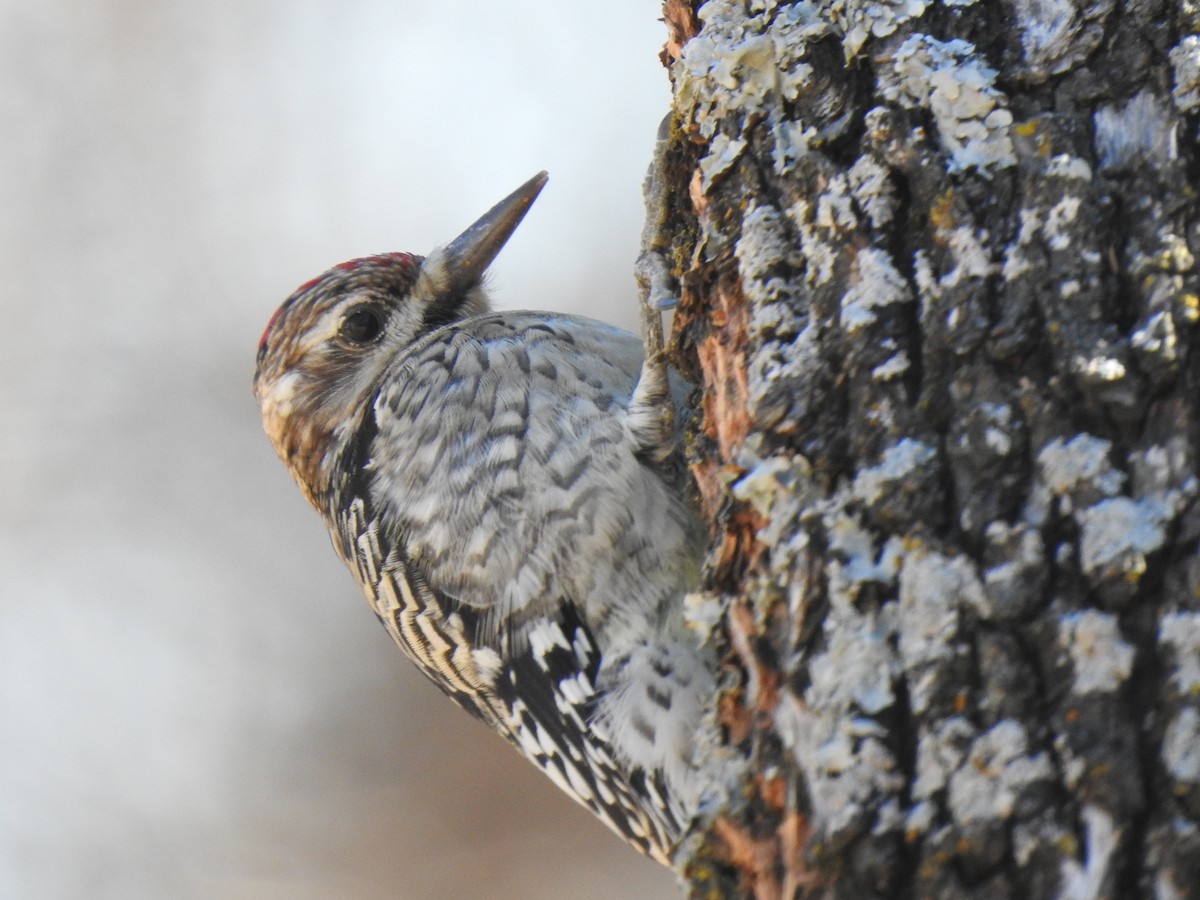 Pic maculé - ML649230755