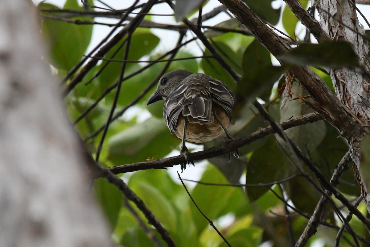 Fawn-breasted Bowerbird - ML649230835