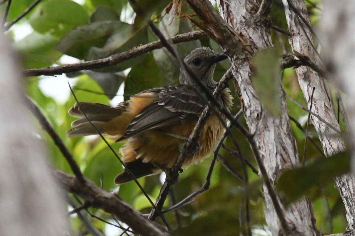 Fawn-breasted Bowerbird - ML649230836