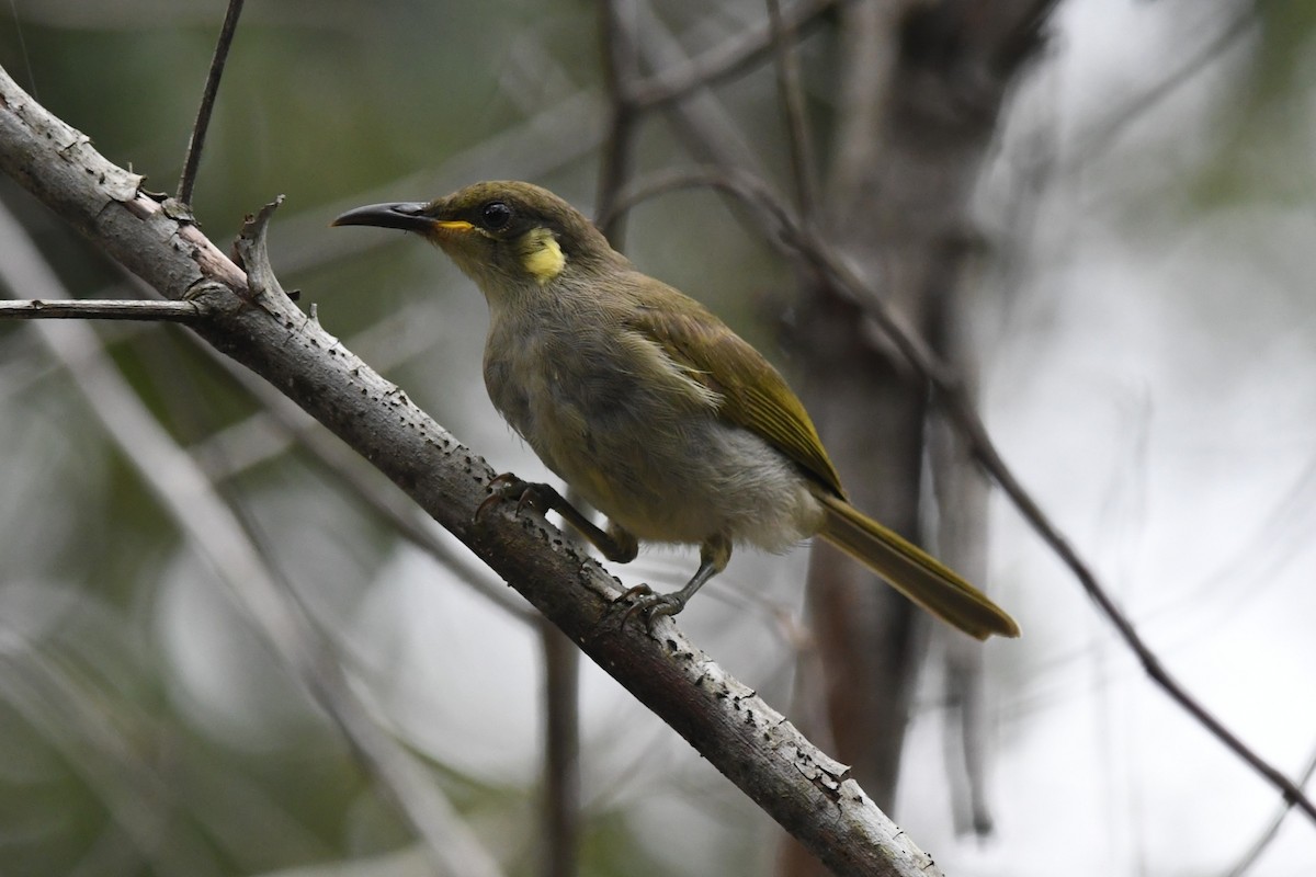 Yellow-spotted Honeyeater - ML649230877