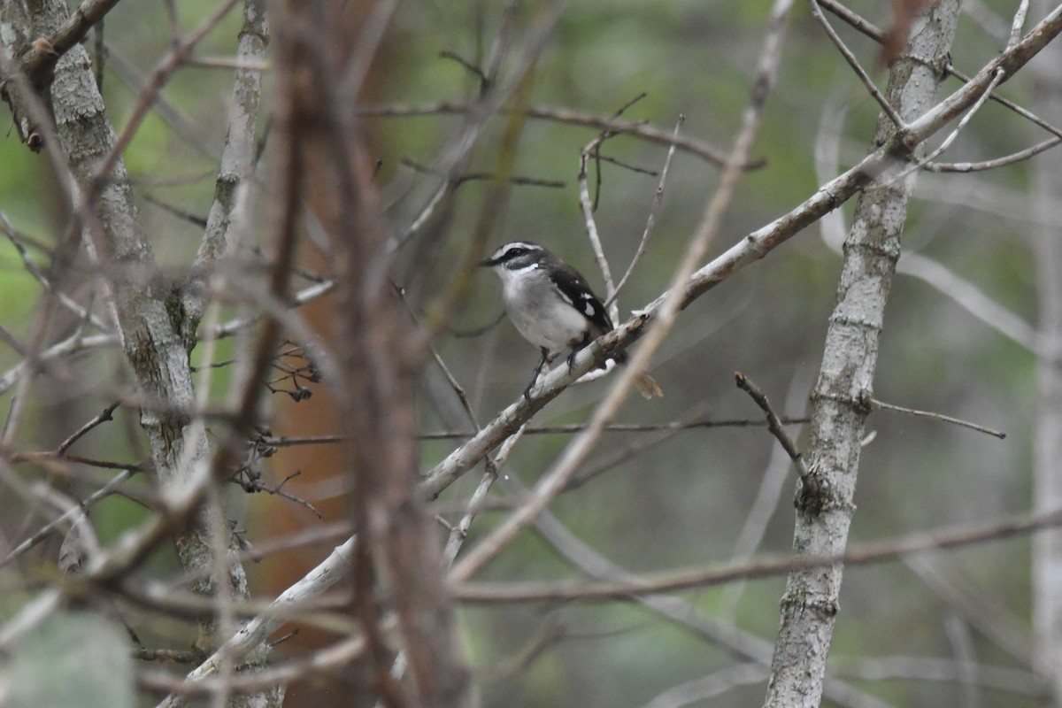 White-browed Robin - ML649230898