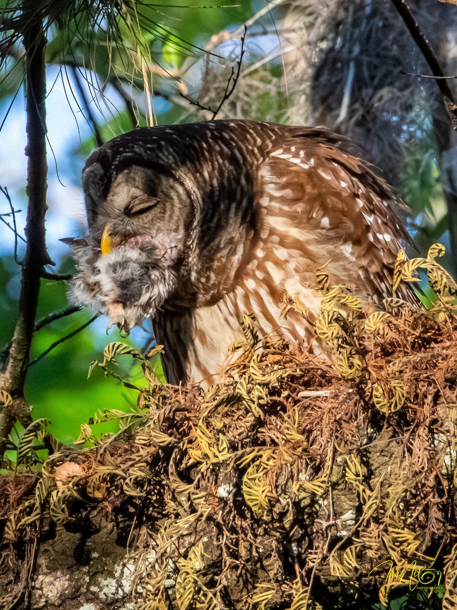 Çizgili Baykuş - ML649230975