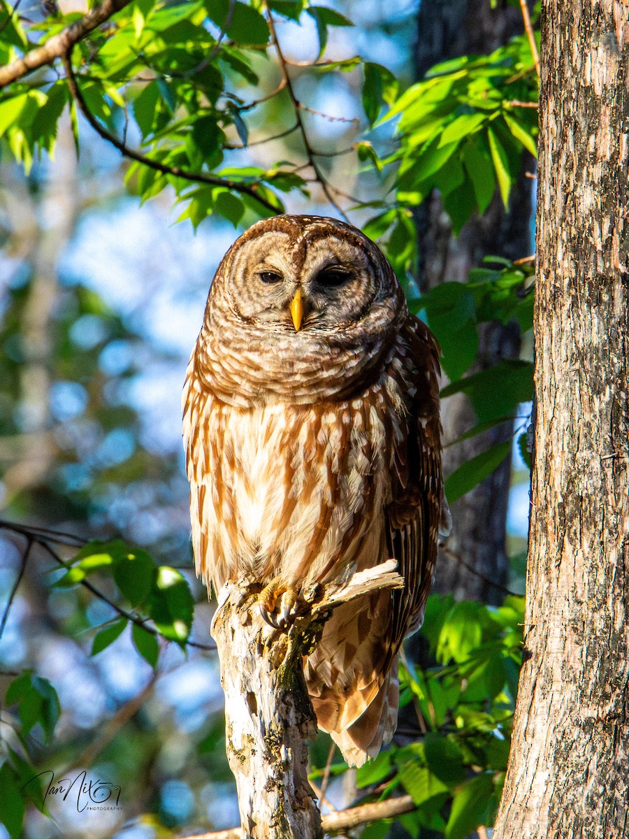 Çizgili Baykuş - ML649230976
