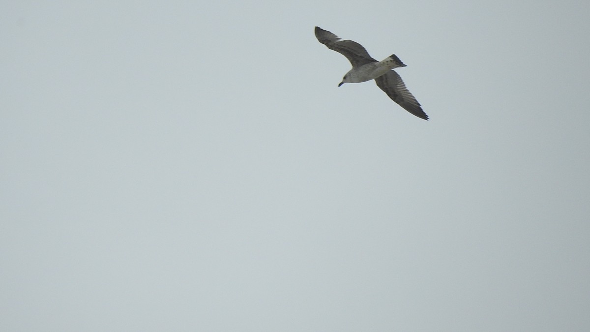 Yellow-legged Gull (michahellis) - ML649231006