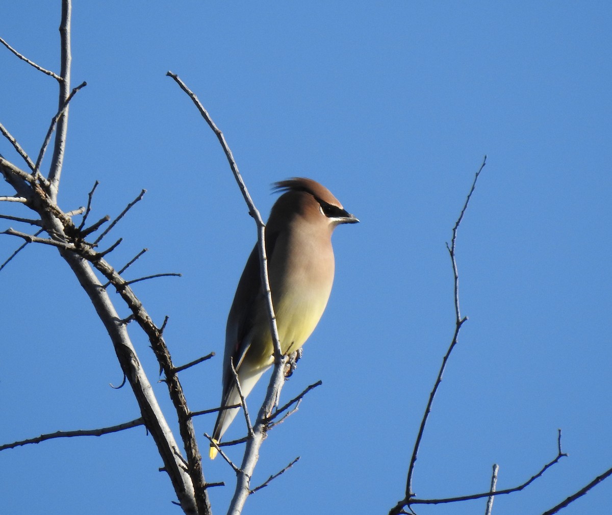 Jaseur d'Amérique - ML649231014