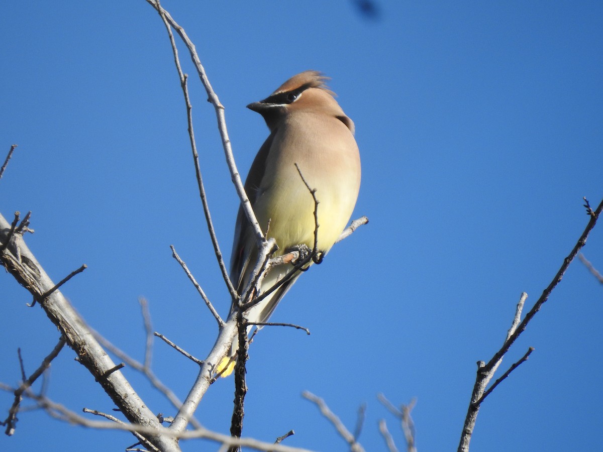 Jaseur d'Amérique - ML649231018