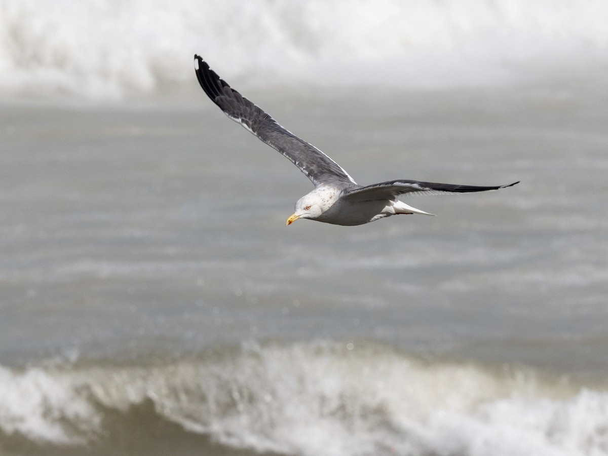 Lesser Black-backed Gull - Attila Steiner