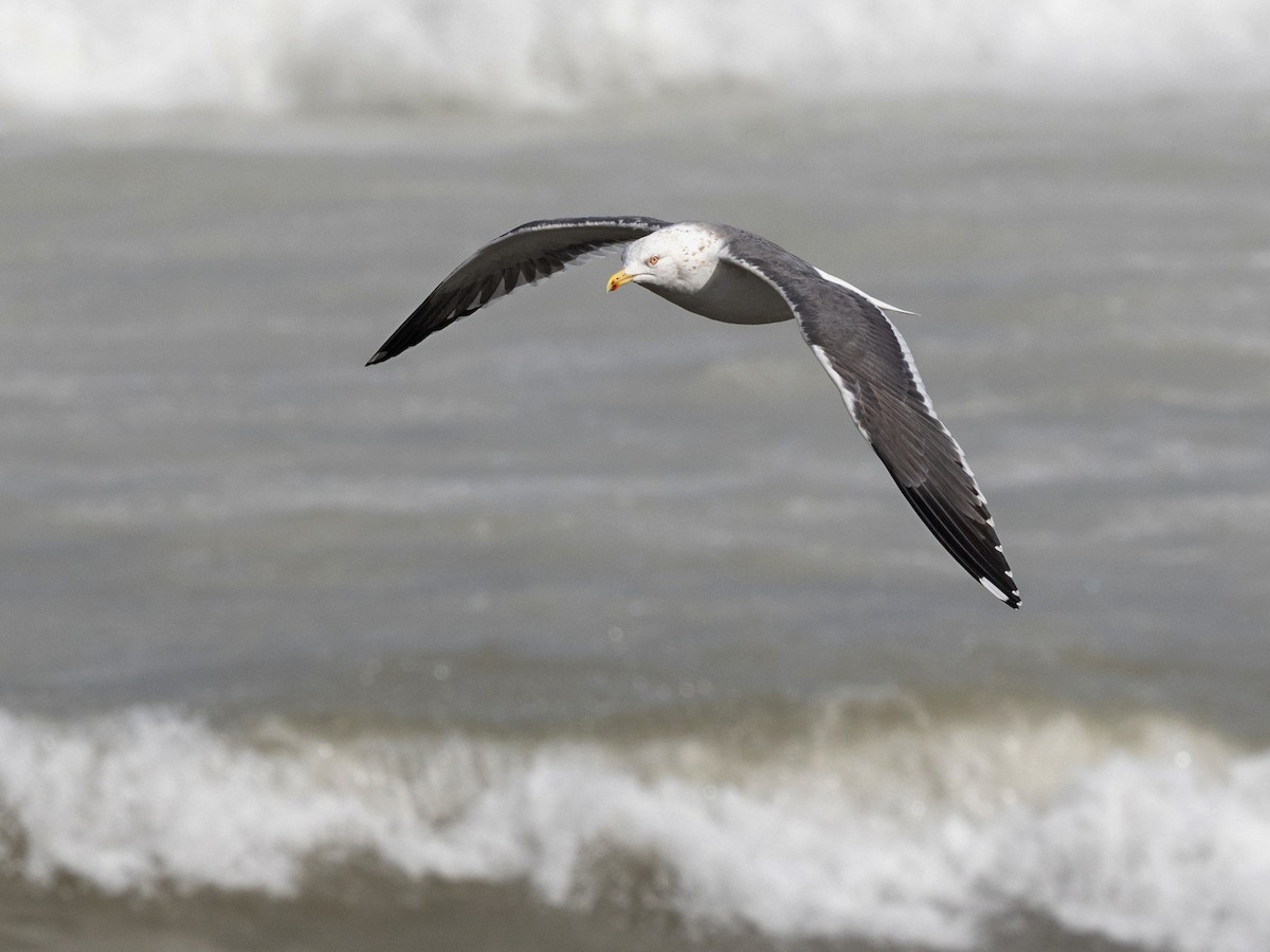 Lesser Black-backed Gull - ML649231027