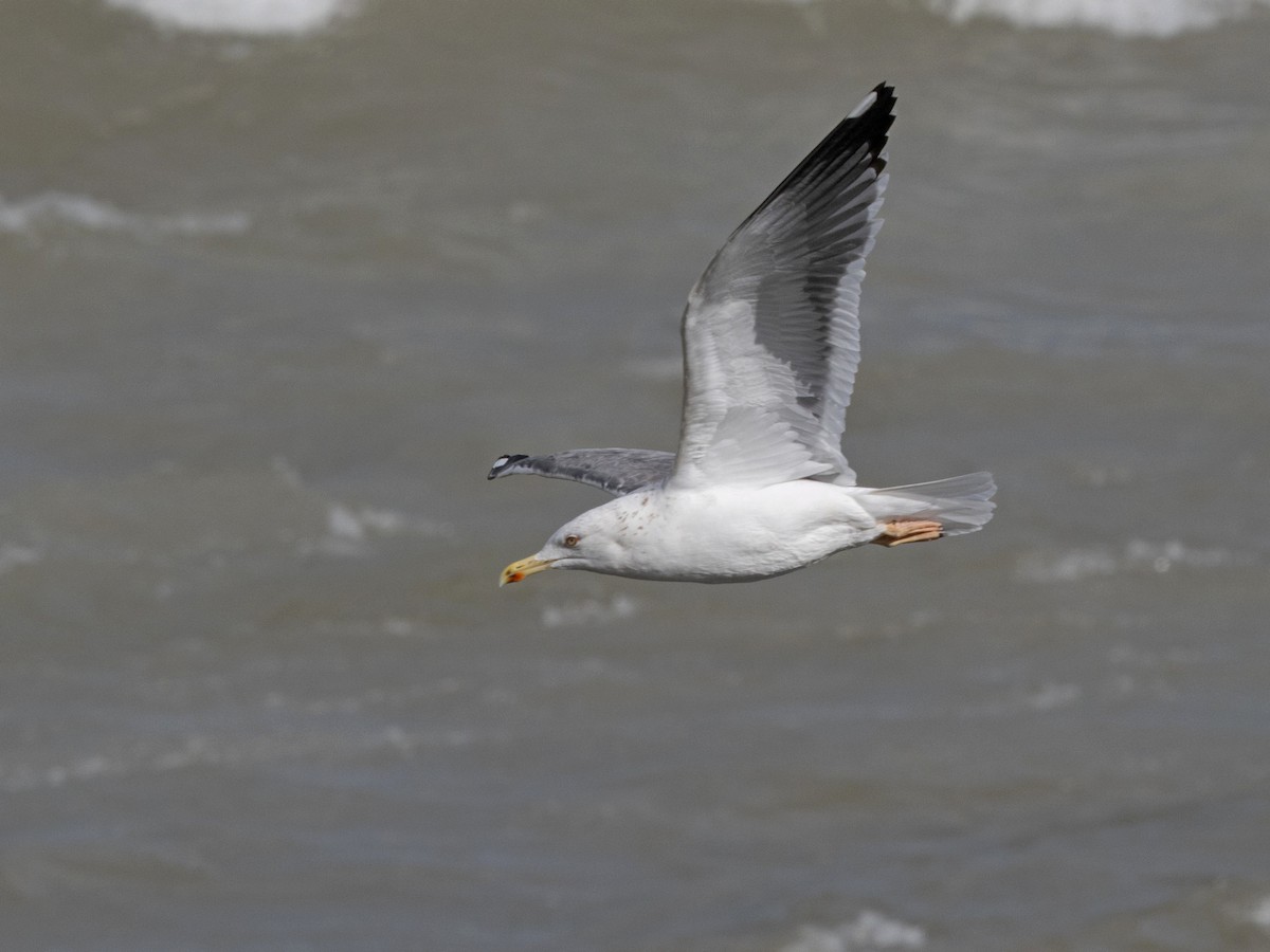 Lesser Black-backed Gull - ML649231028